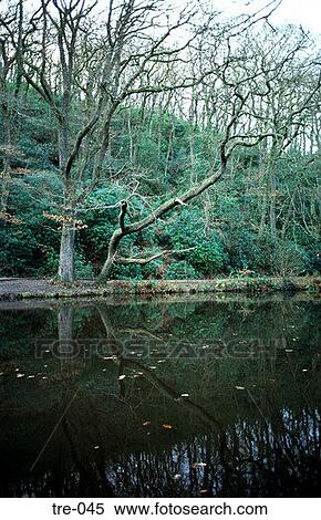 Stock Photography - Trees Beside Pond Wales UK. Fotosearch