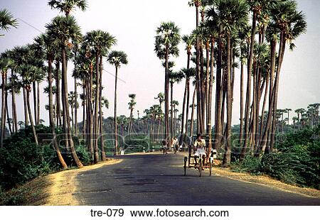 Stock Photo - Trees Lining Rural Road Trivalore India. Fotosearch