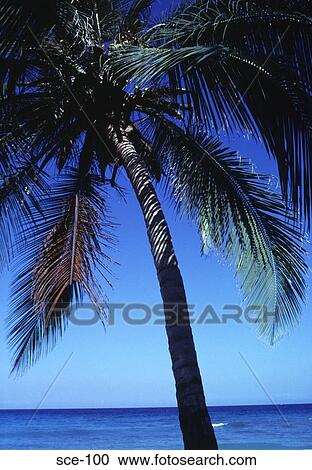Tropical Beach and Palm Tree Colombia View Large Photo Image Stock Image - Tropical Beach and Palm Tree Colombia. Fotosearch