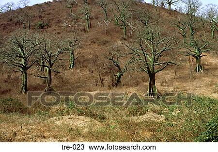Stock Image - Tropical Dry Forest Ecuador. Fotosearch
