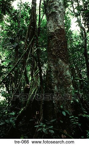 Trunk of Amazonian Tree in Rain Forest View Large Photo Image Stock Photograph - Trunk of Amazonian Tree in Rain Forest. Fotosearch