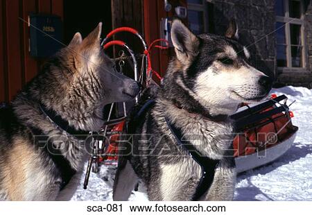 Two Huskies Finse Norway View Large Photo Image Stock Image - Two Huskies Finse Norway. Fotosearch