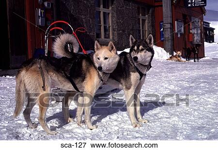 Stock Photo - Two Huskies Standing Finse Norway. Fotosearch