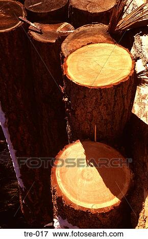 Stock Photo - Unchopped Tree Trunks Austria. Fotosearch