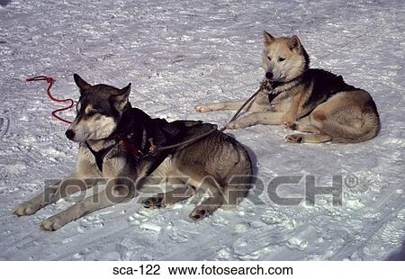 Stock Image - Unharnessed Huskies Finse Norway. Fotosearch