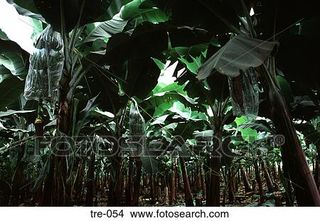 View among Banana Trees Ecuador View Large Photo Image Picture - View among Banana Trees Ecuador. Fotosearch