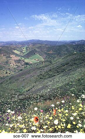 View of Wild Flowers and Mountains Portugal View Large Photo Image Stock Photo - View of Wild Flowers and Mountains Portugal. Fotosearch