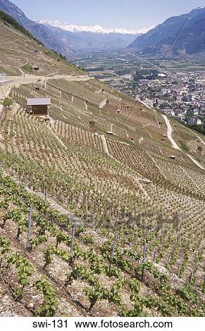 Vineyards Martigny Switzerland View Large Photo Image Stock Image - Vineyards Martigny Switzerland. Fotosearch