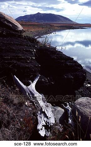 Whitened Deadwood in Patagonian Mountains View Large Photo Image Stock Photo - Whitened Deadwood in Patagonian Mountains. Fotosearch