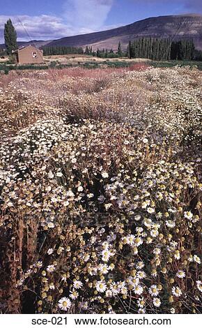 Wild Flowers Patagonia Argentina View Large Photo Image Stock Image - Wild Flowers Patagonia Argentina. Fotosearch