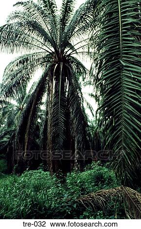Wild Palm Tree in the Philippines View Large Photo Image Stock Image - Wild Palm Tree in the Philippines. Fotosearch