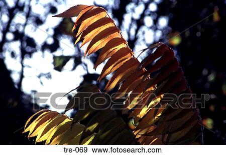 Wilting Leaves of False Acacia Wales UK View Large Photo Image Stock Photo - Wilting Leaves of False Acacia Wales UK. Fotosearch