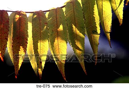 Wilting Leaves of False Acacia Wales UK View Large Photo Image Stock Photography - Wilting Leaves of False Acacia Wales UK. Fotosearch