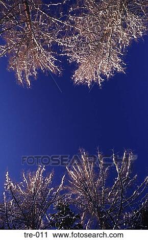 Winter Canopy of Larch Forest Austria View Large Photo Image Stock Image - Winter Canopy of Larch Forest Austria. Fotosearch