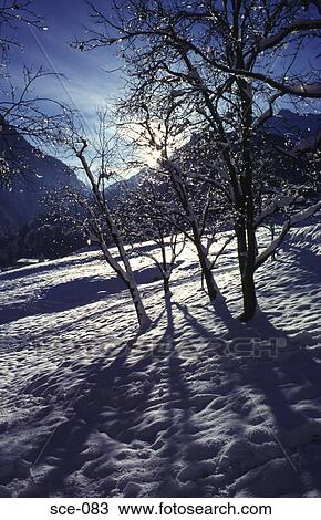 Winter Scene with Sun Shining through Trees View Large Photo Image Stock Image - Winter Scene with Sun Shining through Trees. Fotosearch