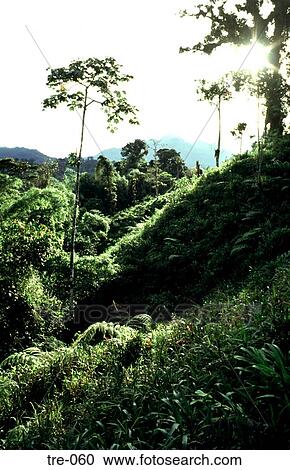 Wooded Landscape Ecuador View Large Photo Image Stock Image - Wooded Landscape Ecuador. Fotosearch