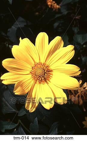 Yellow Flower View Large Photo Image Picture - Yellow Flower. Fotosearch