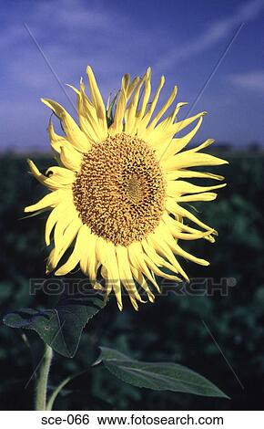 Yellow Sunflower Argentina View Large Photo Image Stock Photograph - Yellow Sunflower Argentina. Fotosearch