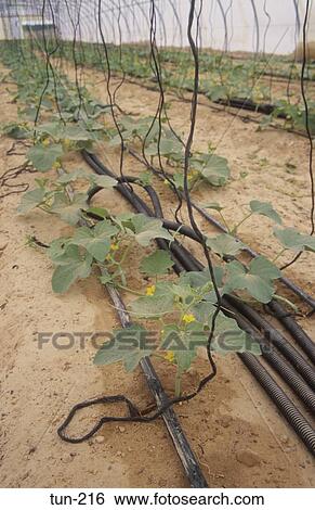 Young Vines in Polytunnel Tunisia View Large Photo Image Stock Photograph - Young Vines in Polytunnel Tunisia. Fotosearch
