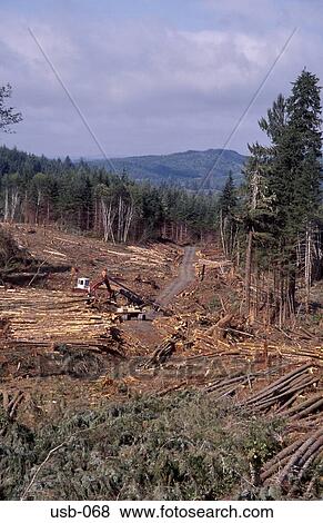 Stock Photo - Area of Forest Plantation being Cleared USA. Fotosearch