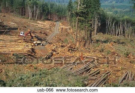 Area of Forest Plantation being Cleared USA View Large Photo Image Stock Photograph - Area of Forest Plantation being Cleared USA. Fotosearch