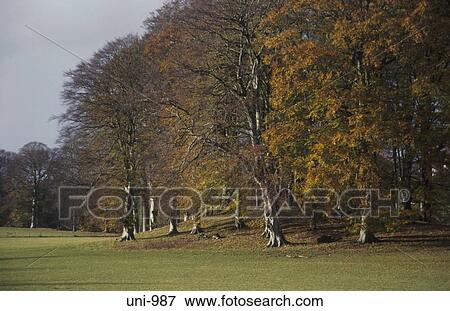 Stock Photo - Autumn Trees Powys Wales UK. Fotosearch