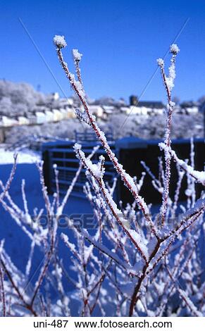 Bare Branches Covered in Thick Frost Wales UK View Large Photo Image Stock Photo - Bare Branches Covered in Thick Frost Wales UK. Fotosearch