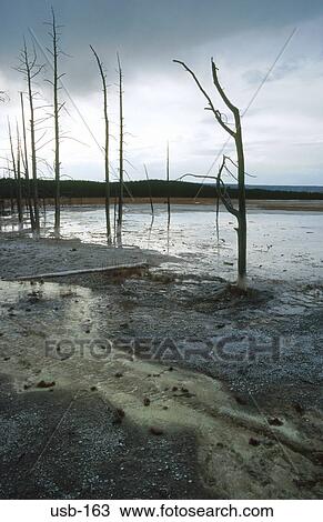 Bare Stunted Trees in Geyser Runoff USA View Large Photo Image Stock Image - Bare Stunted Trees in Geyser Runoff USA. Fotosearch
