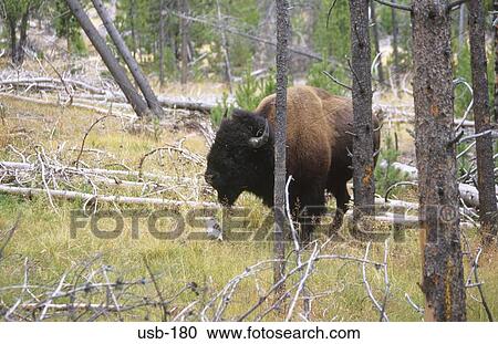 Bison in Wood USA View Large Photo Image Stock Image - Bison in Wood USA. Fotosearch