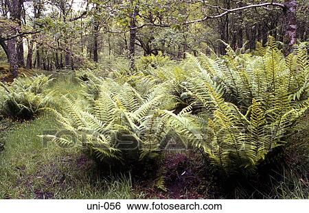 Bracken and Undergrowth in Scottish Forest View Large Photo Image Stock Photograph - Bracken and Undergrowth in Scottish Forest. Fotosearch