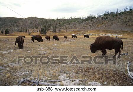 Stock Photo - Buffalo in Field Grand Teton National Park USA. Fotosearch