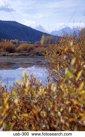 Bushes and River Grand Teton National Park USA View Large Photo Image Stock Image - Bushes and River Grand Teton National Park USA. Fotosearch