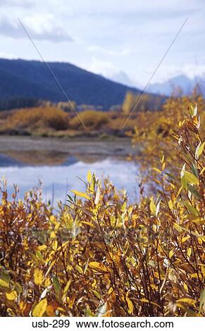 Bushes and River Grand Teton National Park USA View Large Photo Image Stock Photo - Bushes and River Grand Teton National Park USA. Fotosearch