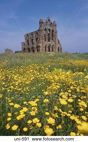 Buttercups near Whitby Abbey UK View Large Photo Image Stock Image - Buttercups near Whitby Abbey UK. Fotosearch