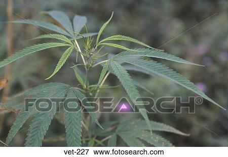 Cannabis Plant Vietnam View Large Photo Image Stock Photo - Cannabis Plant Vietnam. Fotosearch