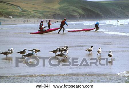 Canoeists and Seagulls at Newgale Beach Wales View Large Photo Image Stock Image - Canoeists and Seagulls at Newgale Beach Wales. Fotosearch