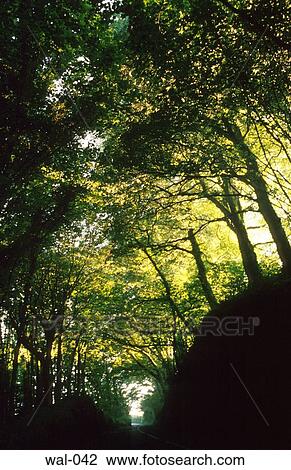Stock Image - Canopy Trees (Wales). Fotosearch