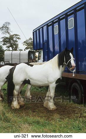 Cart Horse by Horse Box UK View Large Photo Image Stock Image - Cart Horse by Horse Box UK. Fotosearch