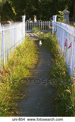 Cat on Path Rhyd-Ddu Wales UK View Large Photo Image Picture - Cat on Path Rhyd-Ddu Wales UK. Fotosearch