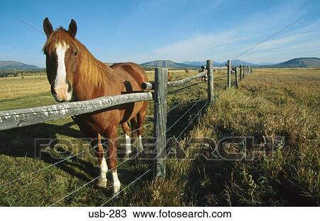 Chestnut Horse by Fence Wyoming USA View Large Photo Image Stock Image - Chestnut Horse by Fence Wyoming USA. Fotosearch