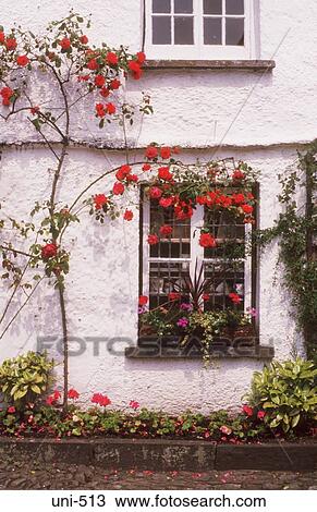 Stock Image - Climbing Rose on Cottage UK. Fotosearch