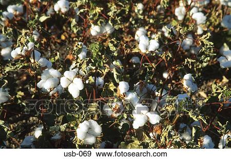 Close Up of Cotton Plants California USA View Large Photo Image Stock Photo - Close Up of Cotton Plants California USA. Fotosearch