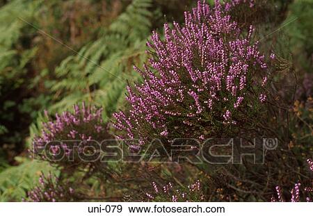 Close Up of Heather Plant Scotland View Large Photo Image Stock Photo - Close Up of Heather Plant Scotland. Fotosearch