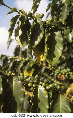 Stock Image - Coffee Plant Waialua Oahu Hawaii USA. Fotosearch