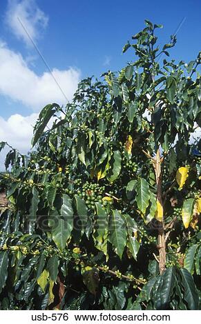 Coffee Plantation Waialua Oahu Hawaii USA View Large Photo Image Stock Photograph - Coffee Plantation Waialua Oahu Hawaii USA. Fotosearch