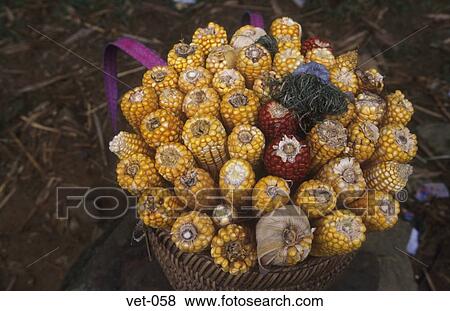 Stock Photo - Corn Cobs Gathered in a Basket Vietnam. Fotosearch