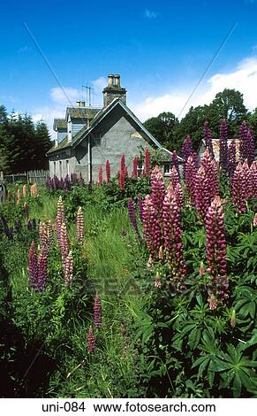 Cottage with Traditional Garden Scotland View Large Photo Image Picture - Cottage with Traditional Garden Scotland. Fotosearch