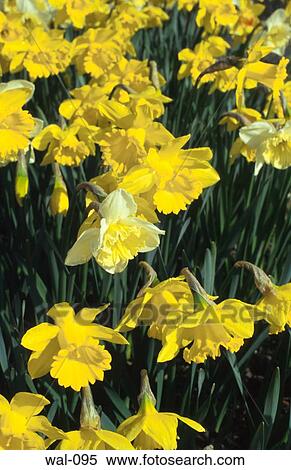 Daffodil Flowers View Large Photo Image Stock Photography - Daffodil Flowers. Fotosearch