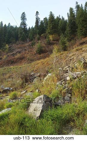 Deforested Area Nez Perce National Forest USA View Large Photo Image Stock Image - Deforested Area Nez Perce National Forest USA. Fotosearch