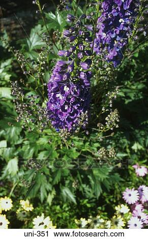 Delphiniums in Bloom UK View Large Photo Image Stock Image - Delphiniums in Bloom UK. Fotosearch